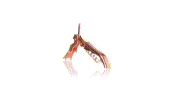 GIF 360